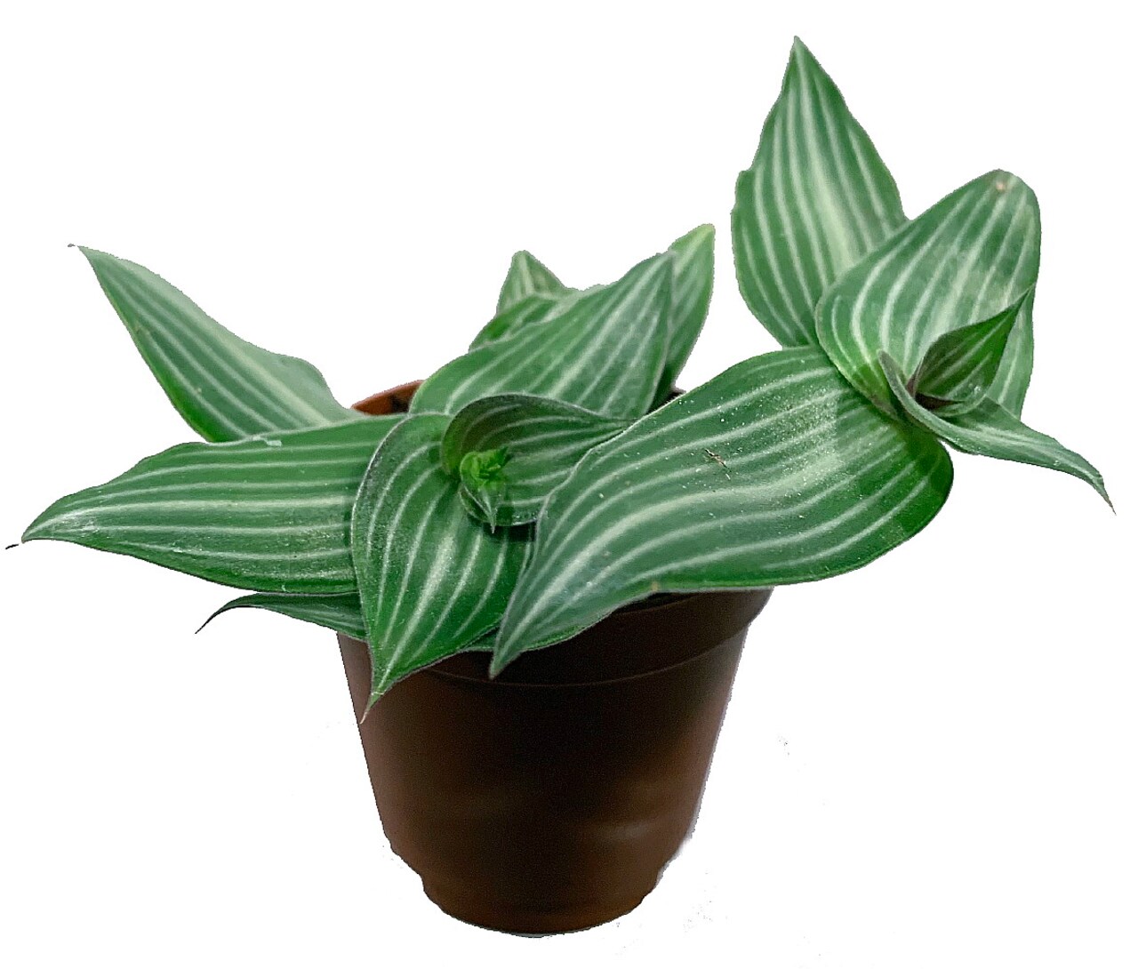 Puppy Ears Plant - Callisia elegans-2.5" Pot- Houseplant/Terrarium/Fairy Garden